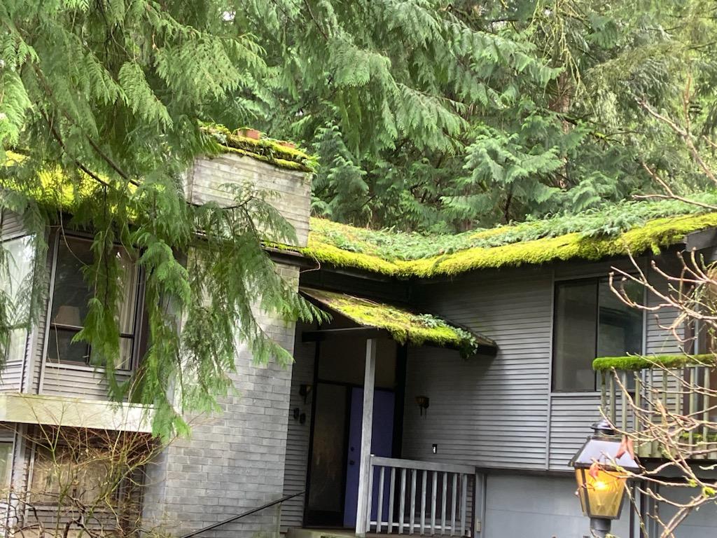 Heavy moss on Everett area roof. Image taken by Chinook Services employee prior to roof cleaning service near Seattle, WA