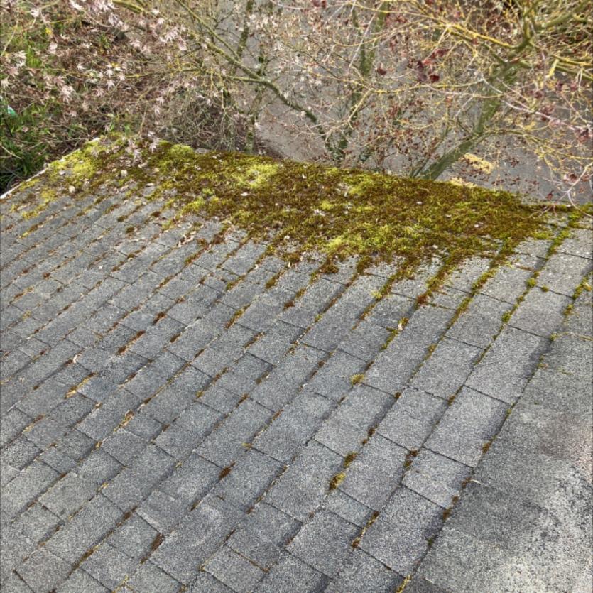 Moss removal soft wash roof cleaning Seattle Jobsite image