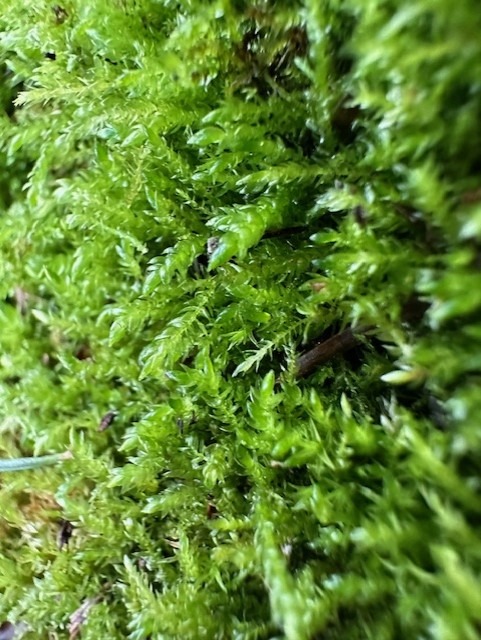 Upclose image of roof moss near a Seattle area home. The purpose of this image is to provide detailed information from Chinook Services a local pro roof cleaner.