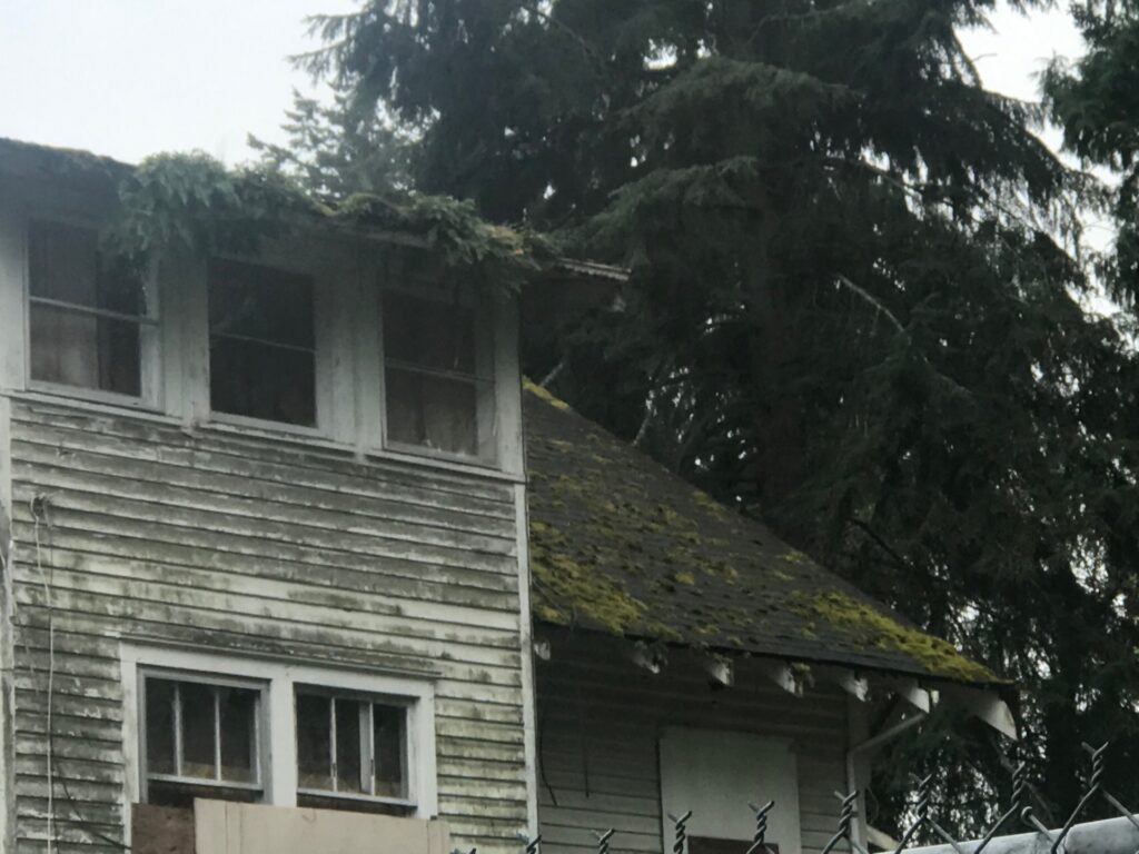 Roof Moss Clean