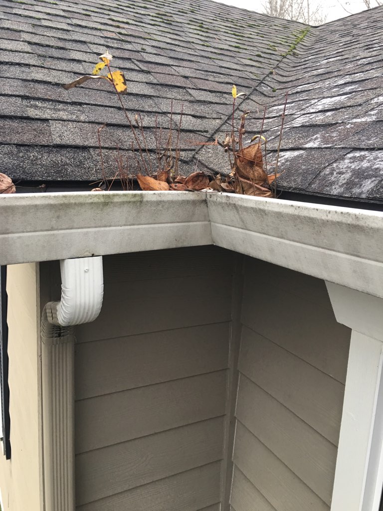 Kirkland area gutter full of weed growth and debris. This gutter was all the way clogged. Chinook Services cleaned the gutters.