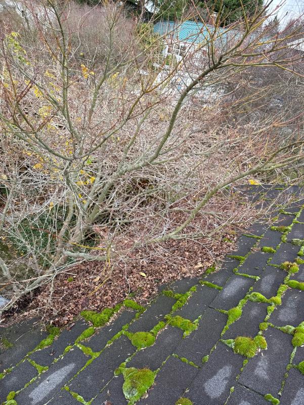 Image of roof in Seattle with branches growing and creating issues