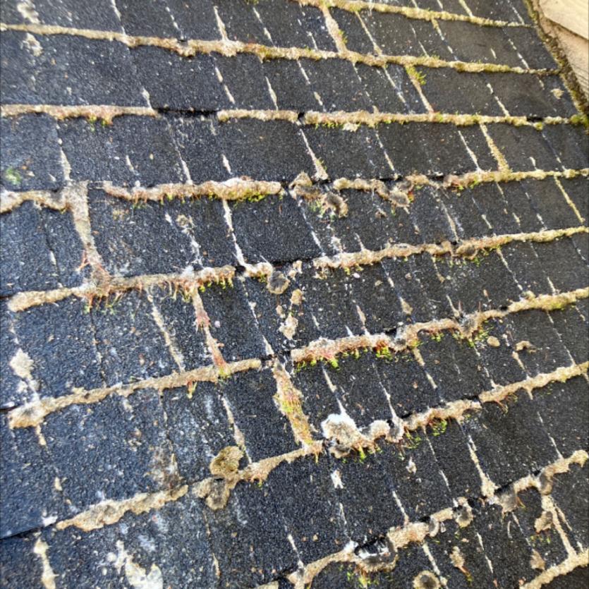 Moss removal tips for Seattle 