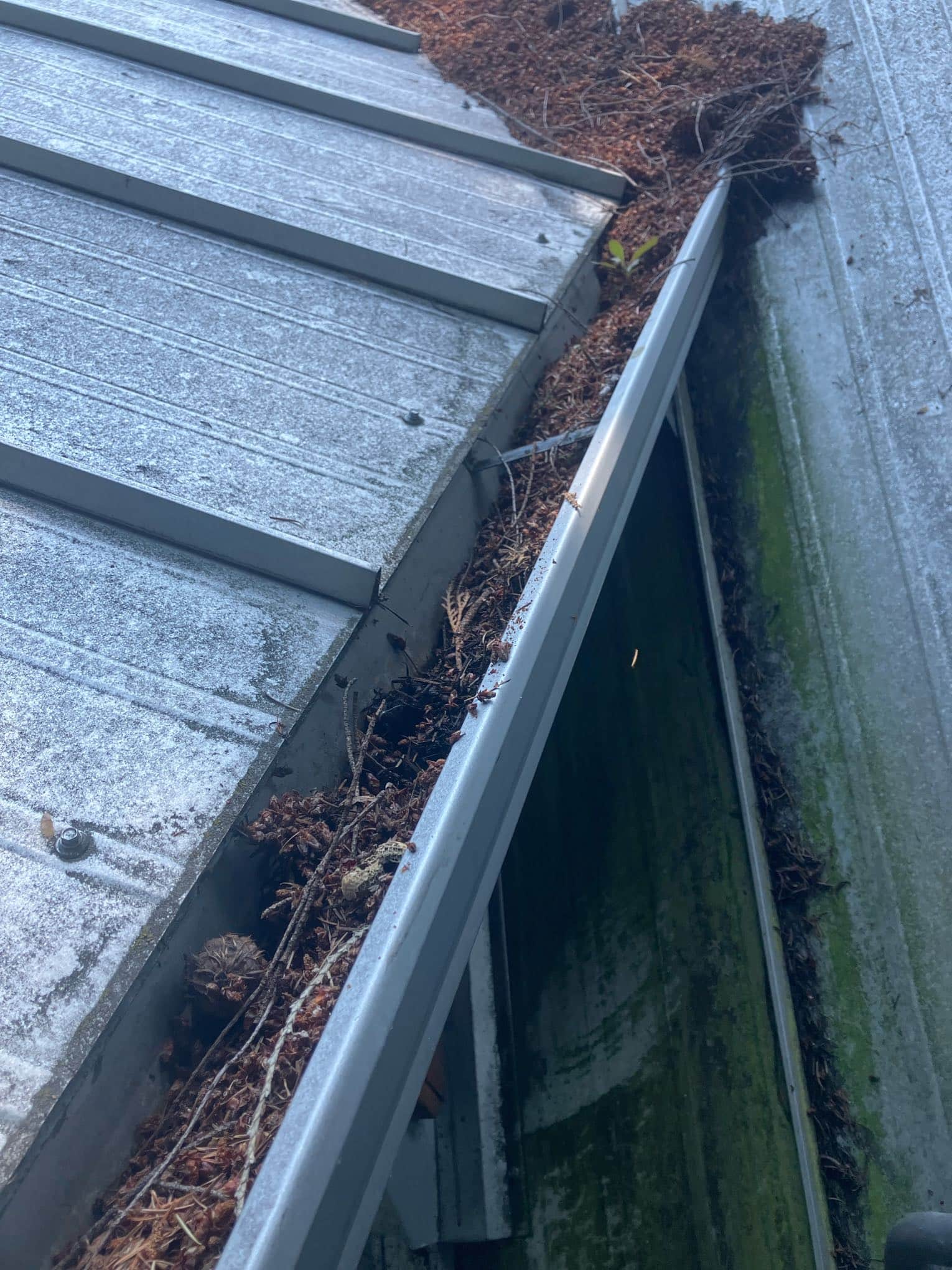 cleaning gutters in Index, WA attatched to metal roof