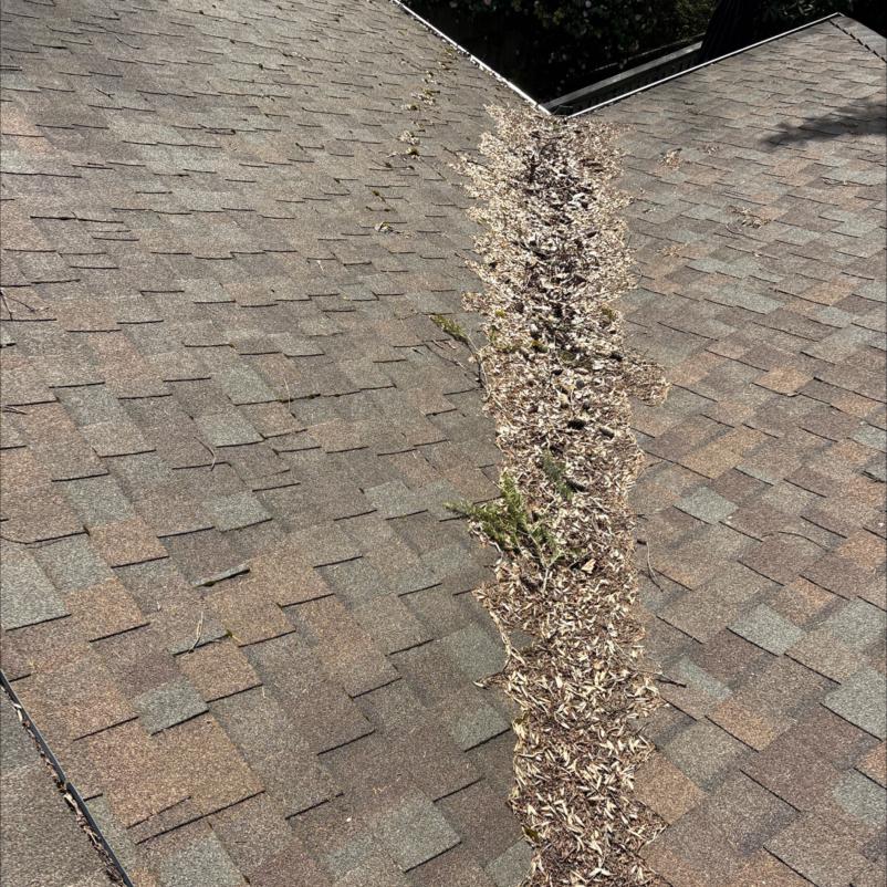 Roof debris present on Index, WA roof before a cleaning service