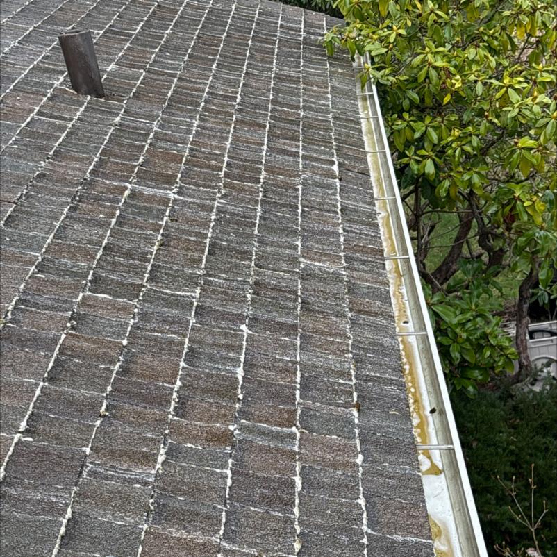 Lynnwood roof cleaning service sprated roof with soft wash and cleaned out gutters