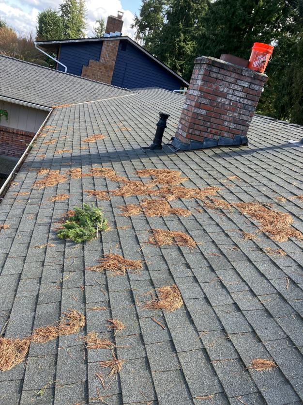 Debris on a Shoreline, WA roof before cleaning by Chinook Services