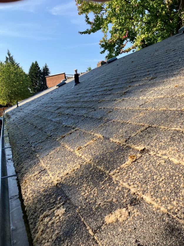 Roof cleaning image of ashalt roof shingles upclose with moss and debris before roof cleaning services