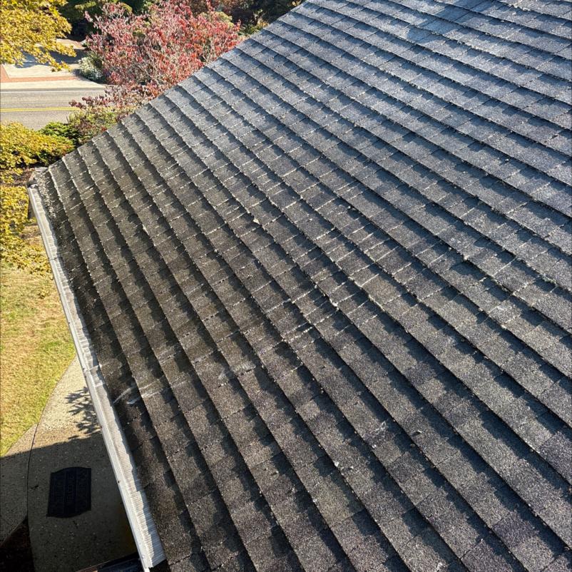 Roof shingles soft washed during roof cleaning to remove moss in Duvall