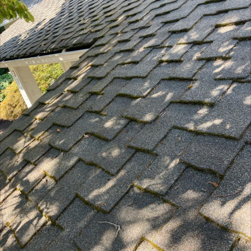 Roof cleaning in Inglewood aspahlt shingle moss removal