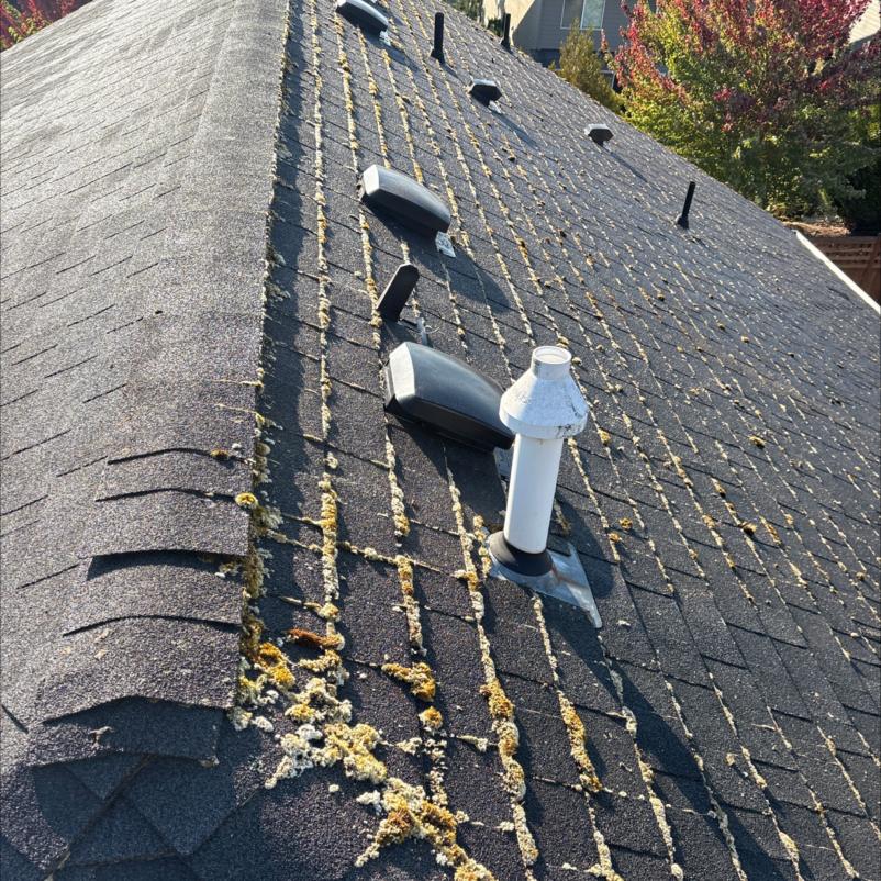 Roof cleaning moss Ballard.