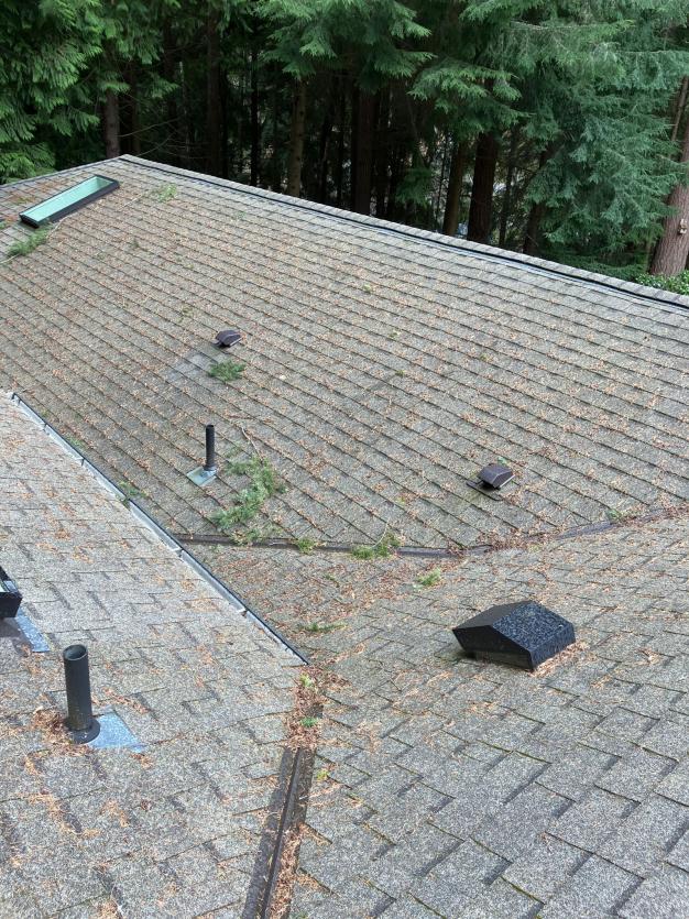 Clyde Hill Roof Cleaning (1)