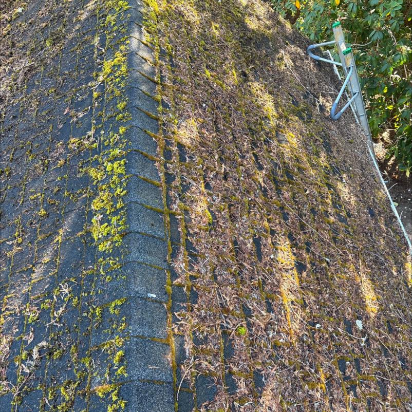 Heavy roof debris present before roof cleaning services in Paine Field