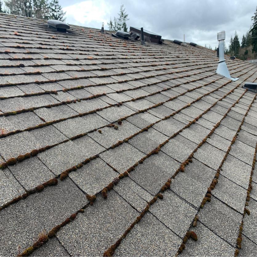 Roof cleaning in Snohomish, WA before roof cleaning and moss removal are provided to customers house
