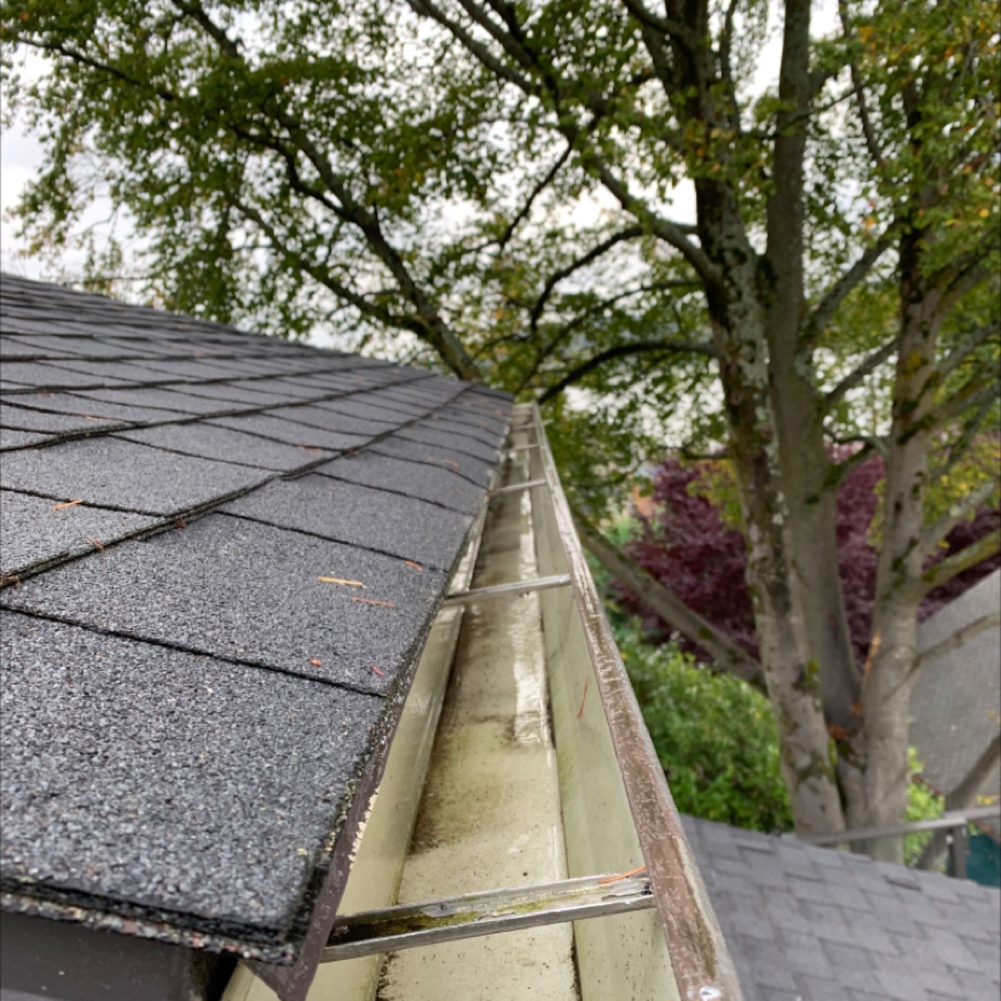 After gutter cleaning in Everett, WA on local home