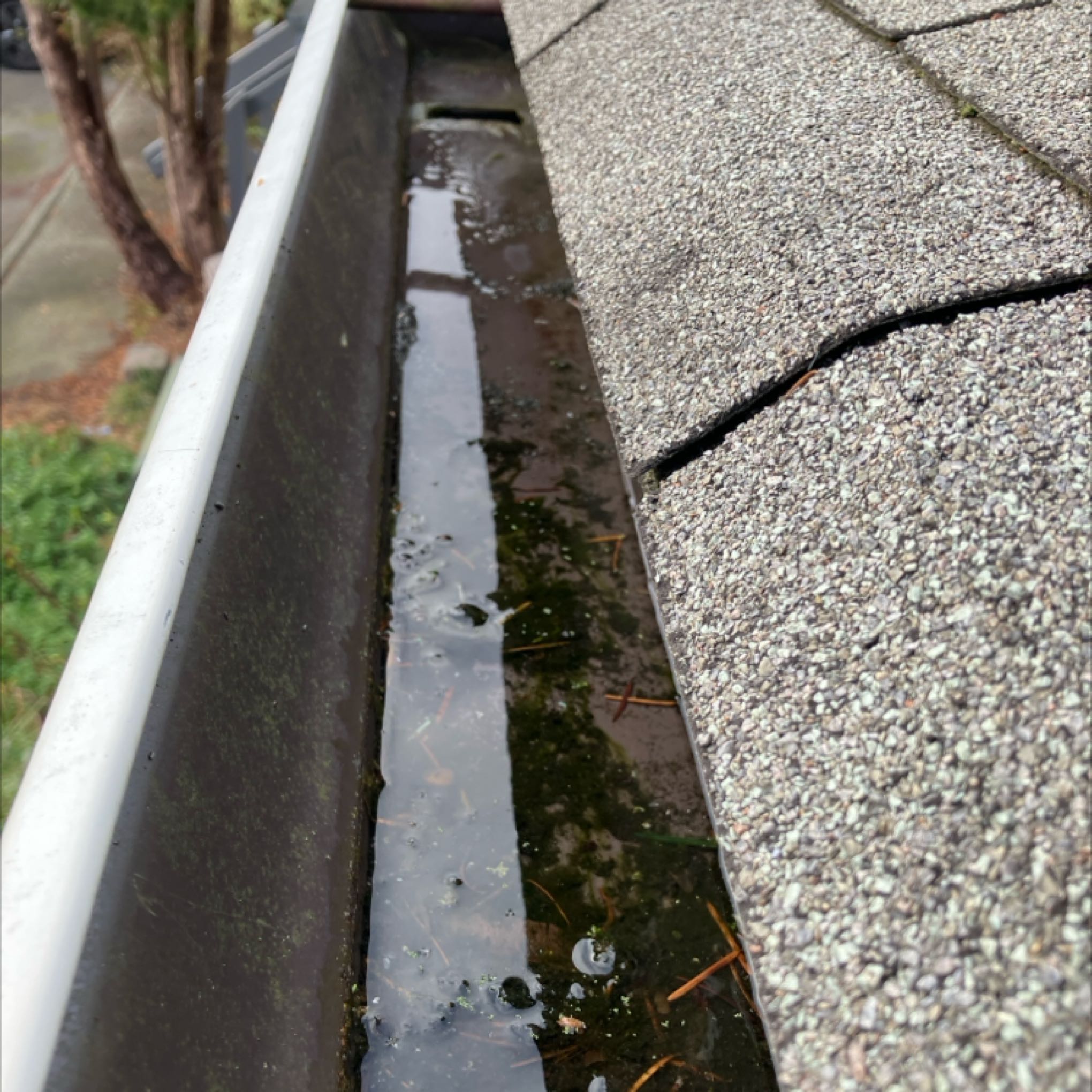 Gutter full of water and clog before cleaning service in Lynnwood, WA