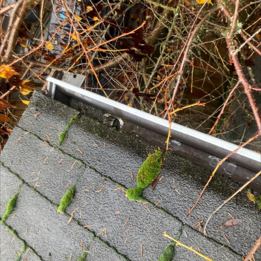 Gutter cleaning tree debris Ravenna