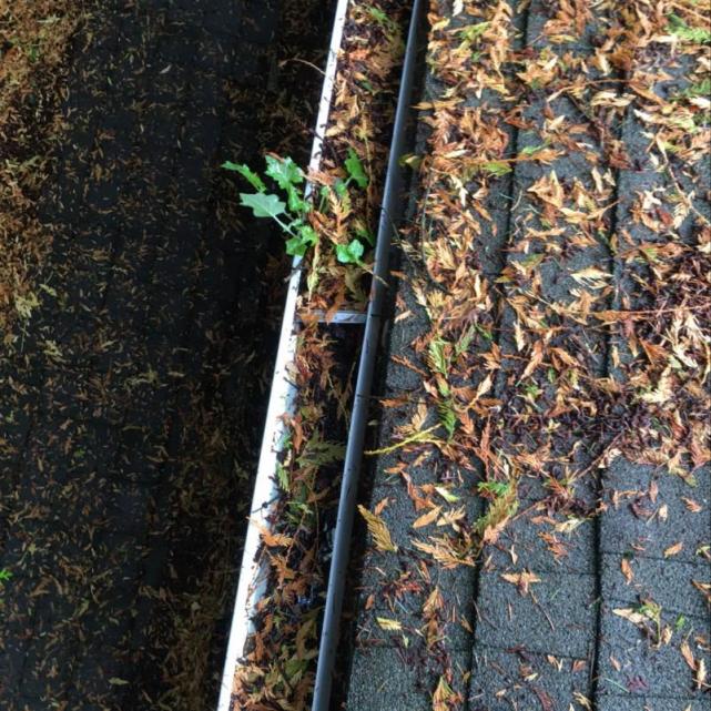 Loyal Heights home before gutter cleaning services