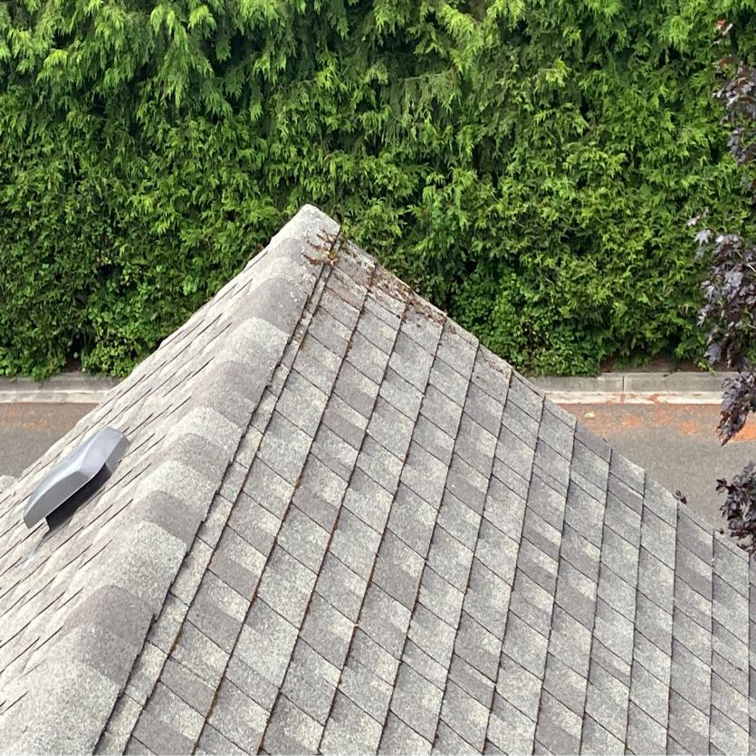 Madison Park roof cleaning service by Chinook Services