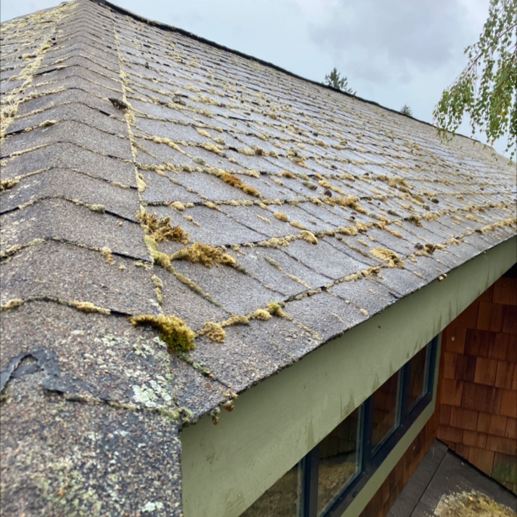 Roof cleaning services Marysville, WA Chinook Services