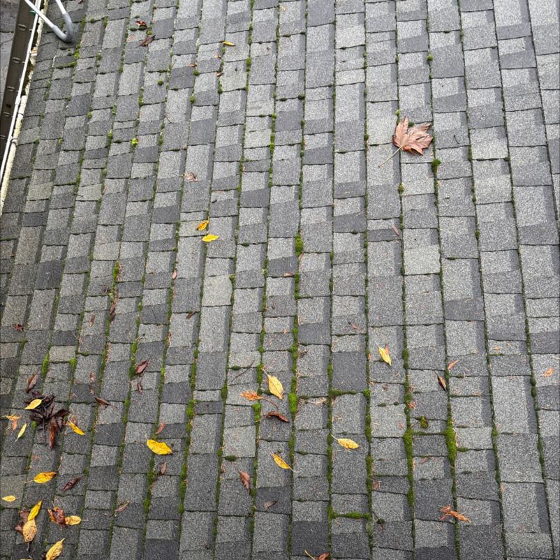 Roof Cleaning Rainier Beach (1)