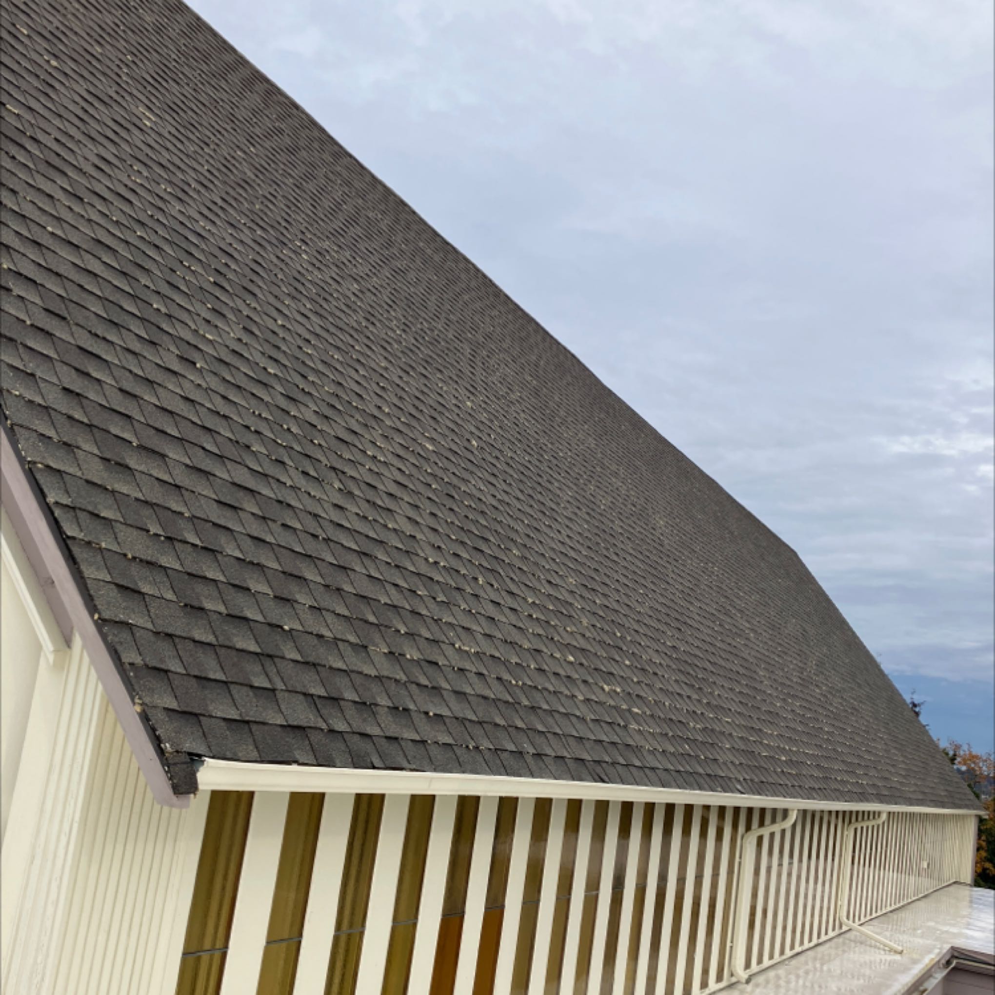 Roof Cleaning View Ridge (1)