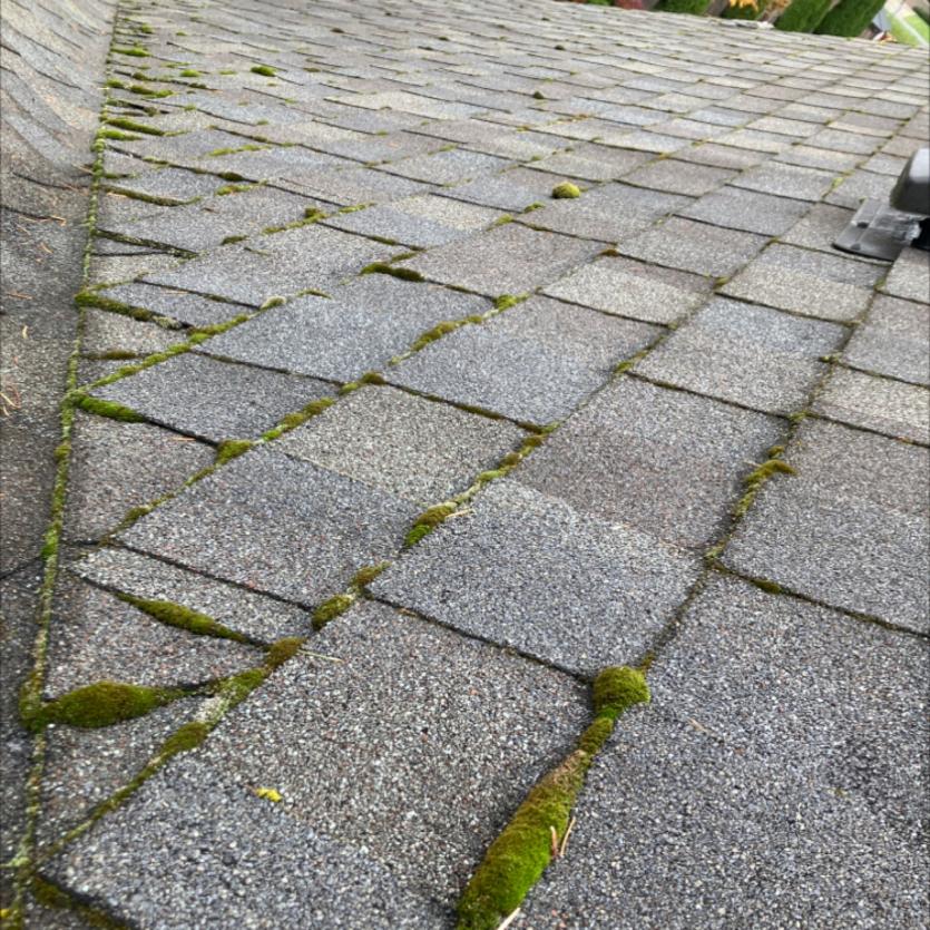 Roof cleaning moss removal Wallingford Seattle, WA