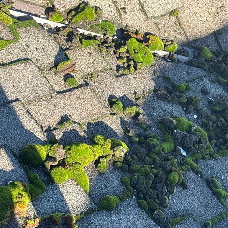 Moss roof cleaning Crown Hill neighborhood home