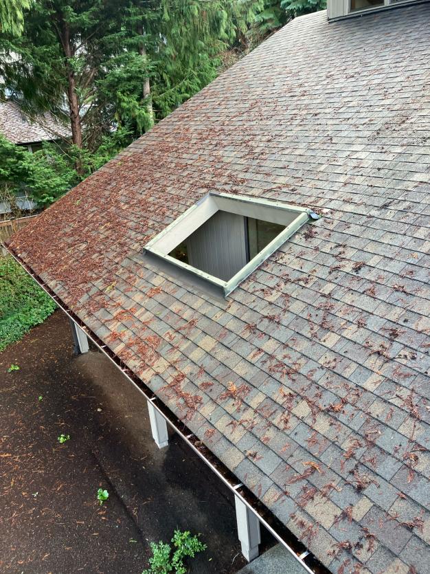 Roof before cleaning service and moss removal Marysville, WA