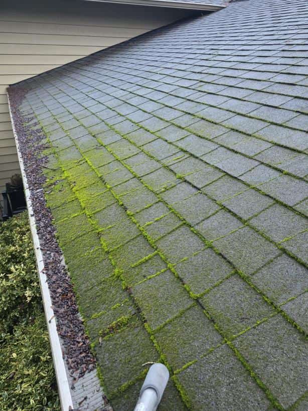 when to treat roof moss image